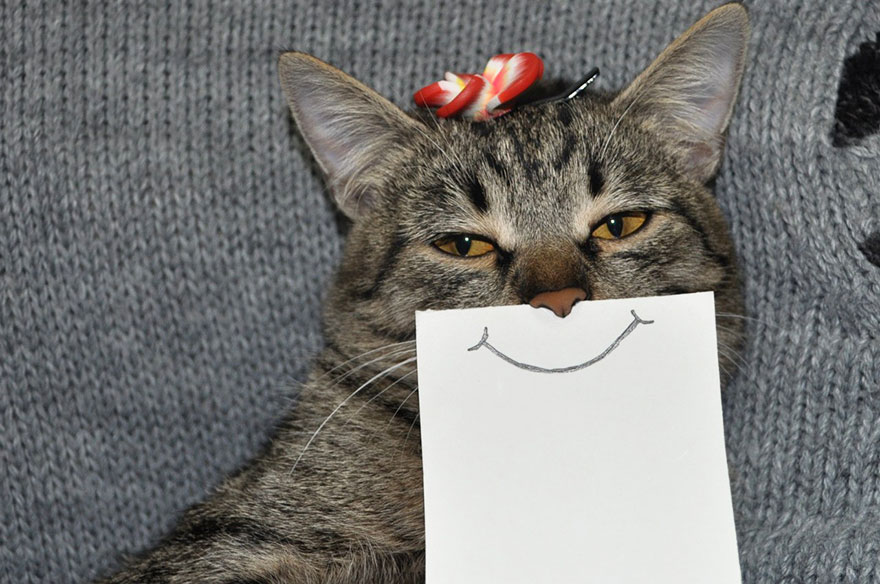 Хозяин кота рисует ему смешные выражения лица