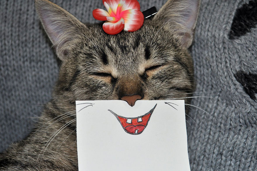 Хозяин кота рисует ему смешные выражения лица