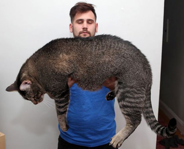 big_pet_cat_11
