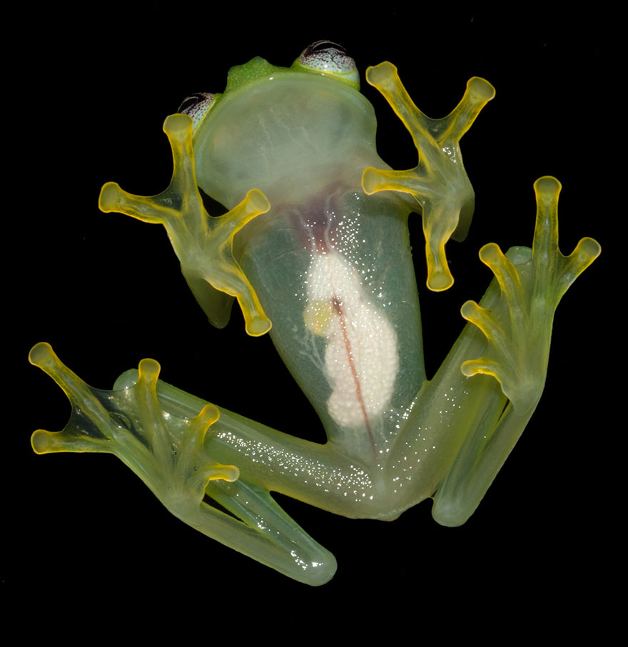 Ученые нашли реальный прототип лягушонка Кермита