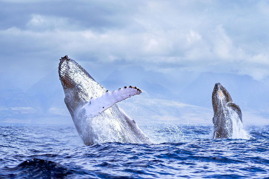 humpback whales_01