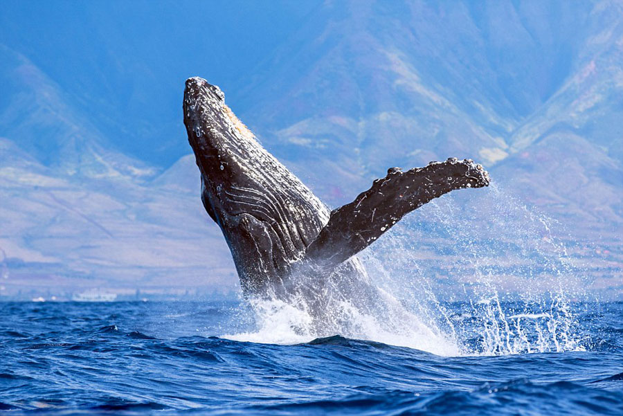 humpback whales_02