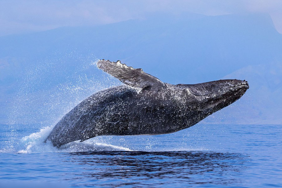 humpback whales_04
