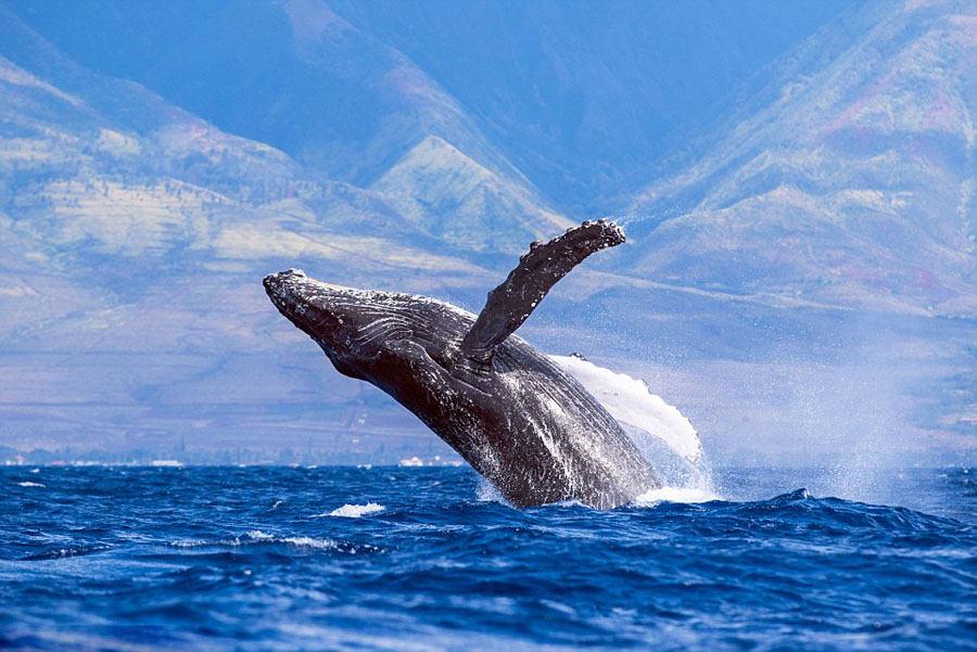 humpback whales_05