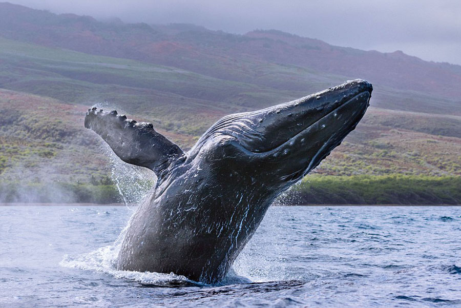 humpback whales_06