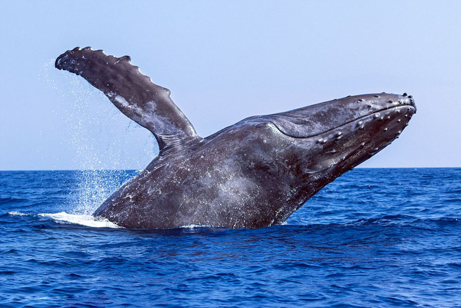humpback whales_08