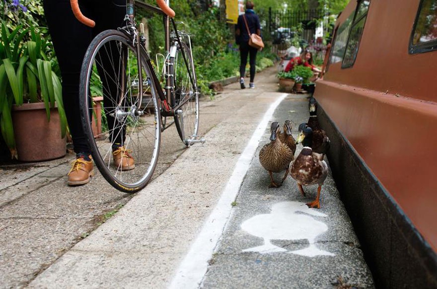 Британские утки получили собственный тротуар