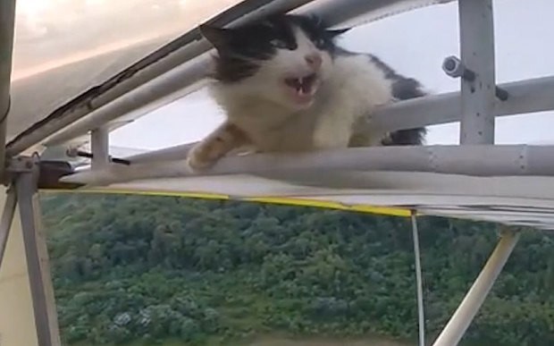 Кошка в воздухе, во время полета планера