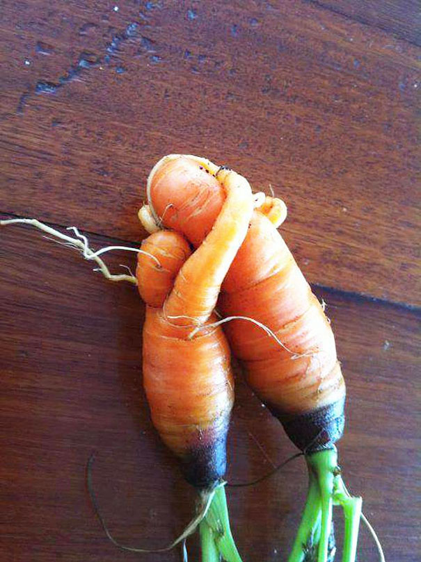 Морковь - мама и ребёнок