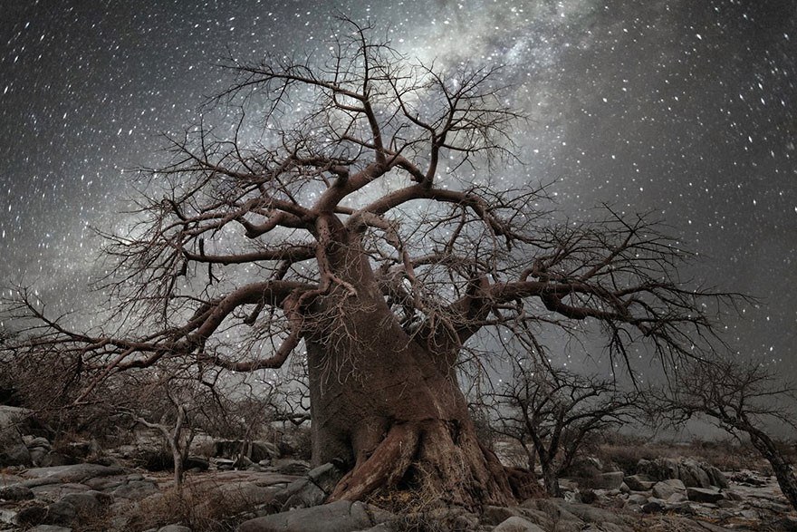 Фотографии старых деревьев на фоне звезд