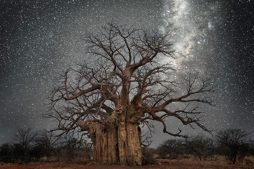 Фотографии старых деревьев на фоне звезд