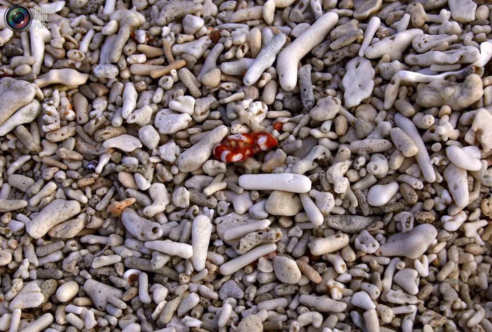 Сушеные кораллы и ракушки лежат на пляже острова Леди-Эллиот, к северо-востоку от города Бандаберг в штате Квинсленд, Австралия.