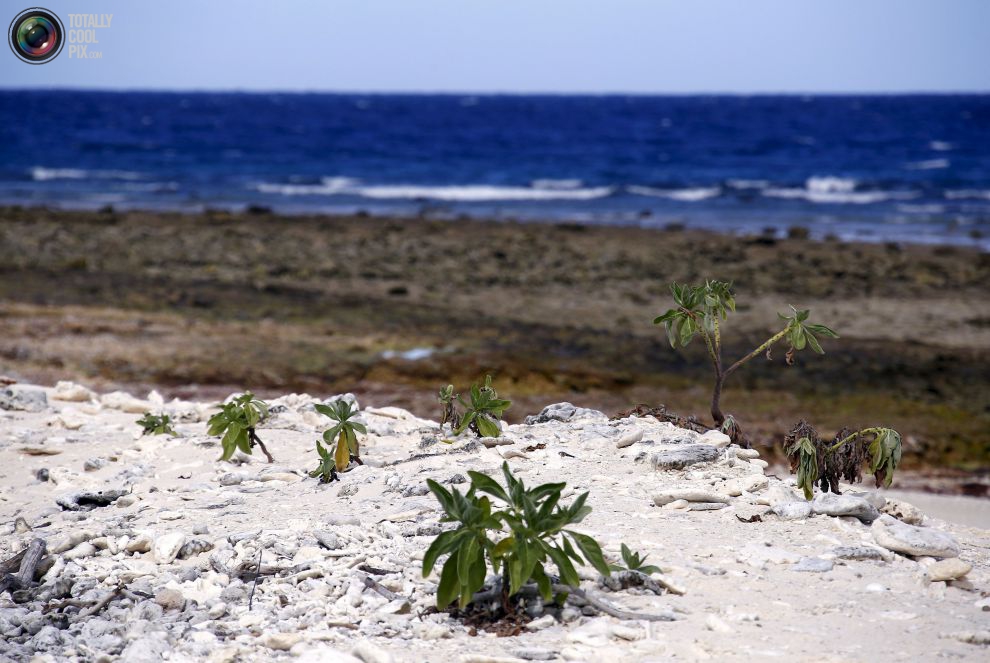 Кустики растут на коралловом пляже.