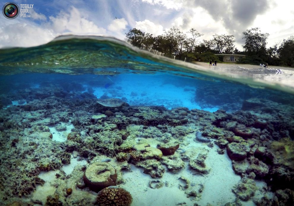 Туристы стоят перед хижинами, которые находятся на курорте острова, черепаха ищет пищу среди кораллов в лагуне острова.