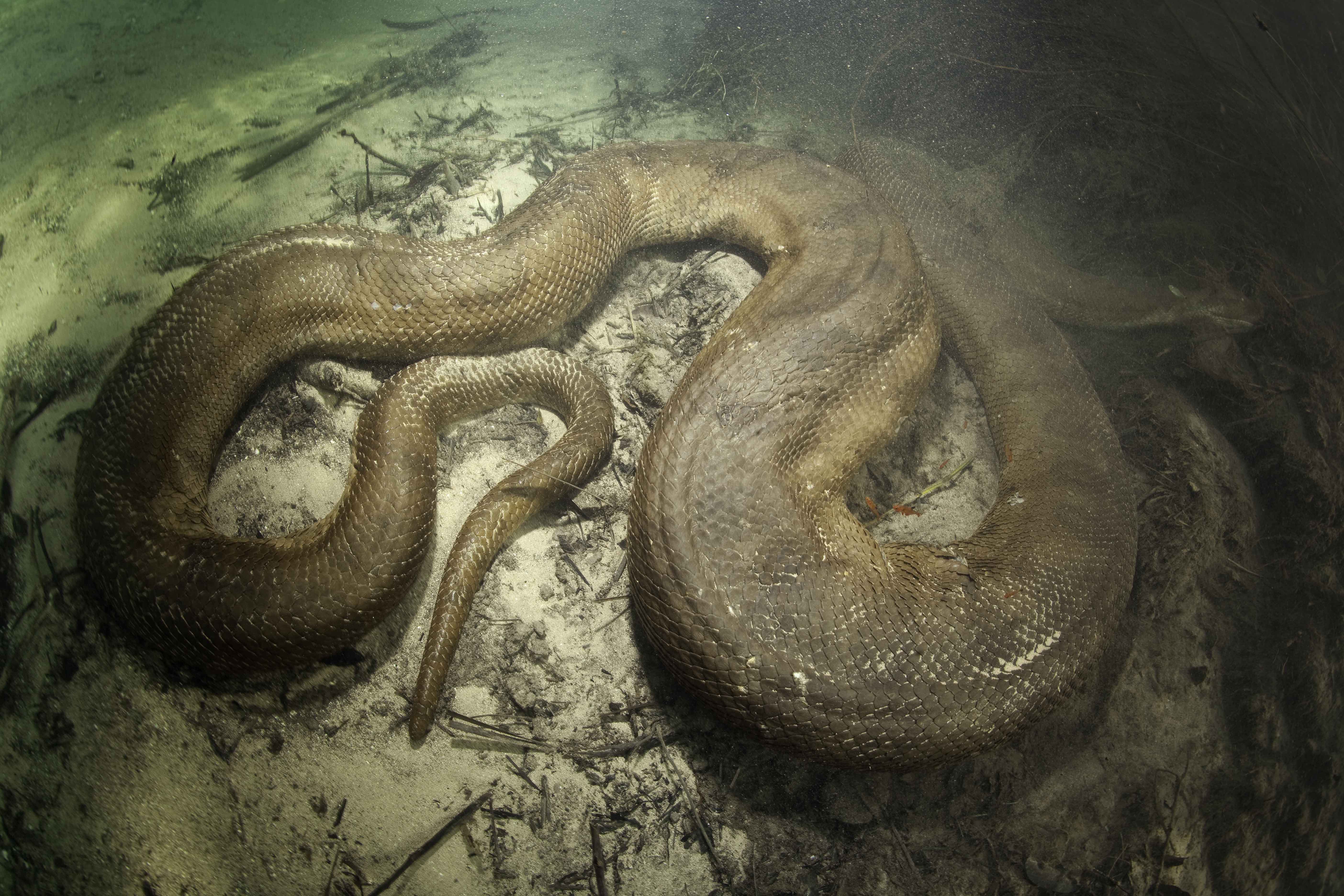 Большие змеи в воде. Анаконда eunectes beniensis. Змея Анаконда гигантская. Самая большая змея в мире Анаконда.