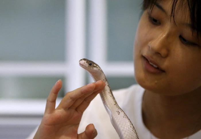 В Японии открылось кафе со змеями