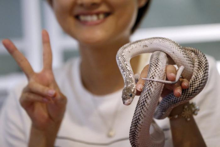 В Японии открылось кафе со змеями