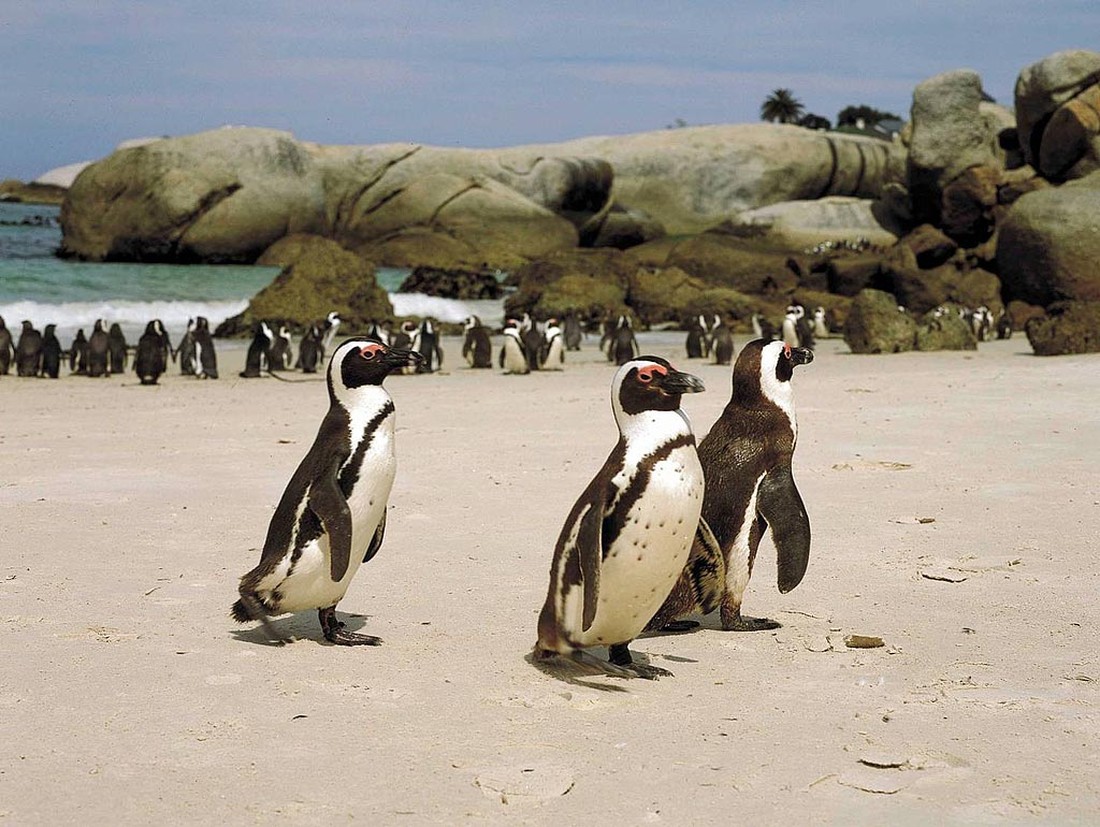 Где есть пингвины. Кейптаун Болдерс Бич. Пляж Болдерс, ЮАР. Африка пингвины Кейптаун. Пляж Болдерс Кейптаун.