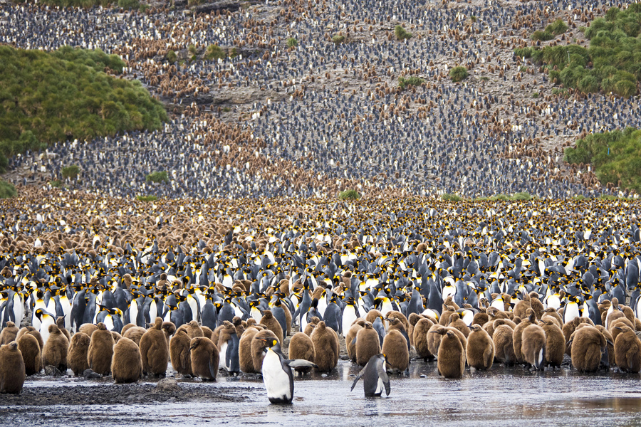 Это был пожалуй самым напряженным момент всей моей поездки в Антарктиду, я стоял между сотнями тысяч пингвинов. Спасибо всем тем странам и лицам, участвующим в поддержании таких местах нетронутыми!