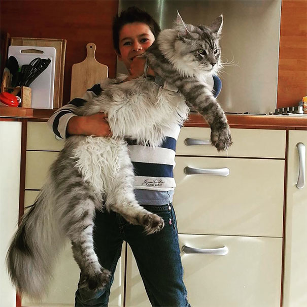 maine_coon_cats_1
