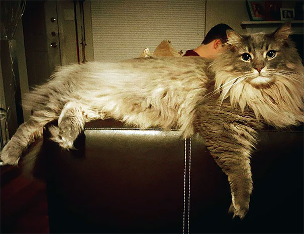 maine_coon_cats_10
