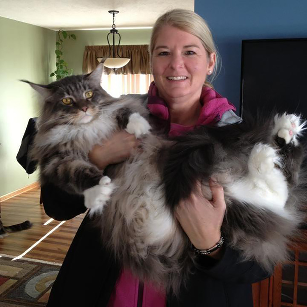 maine_coon_cats_13