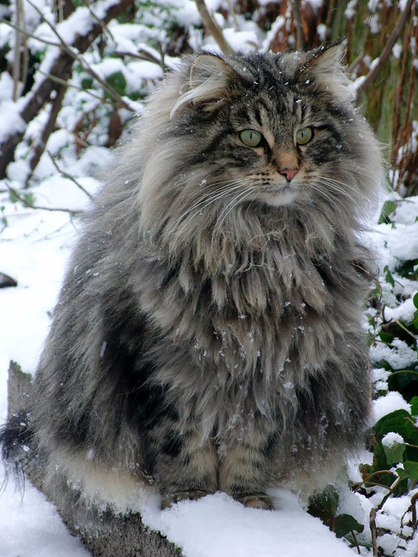 maine_coon_cats_2