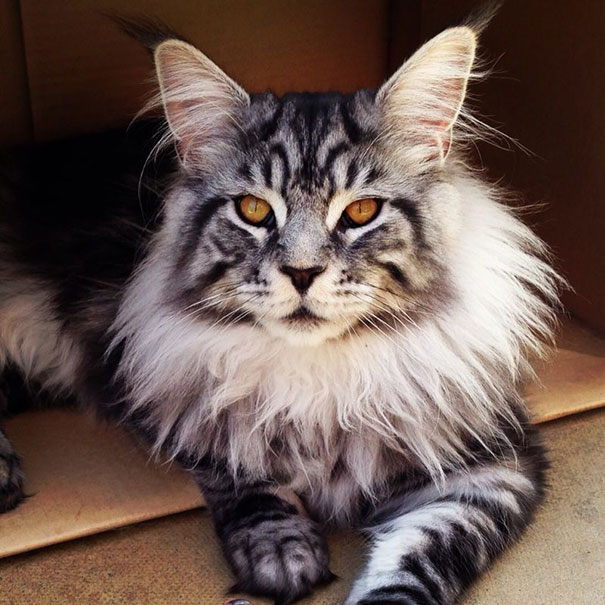 maine_coon_cats_3