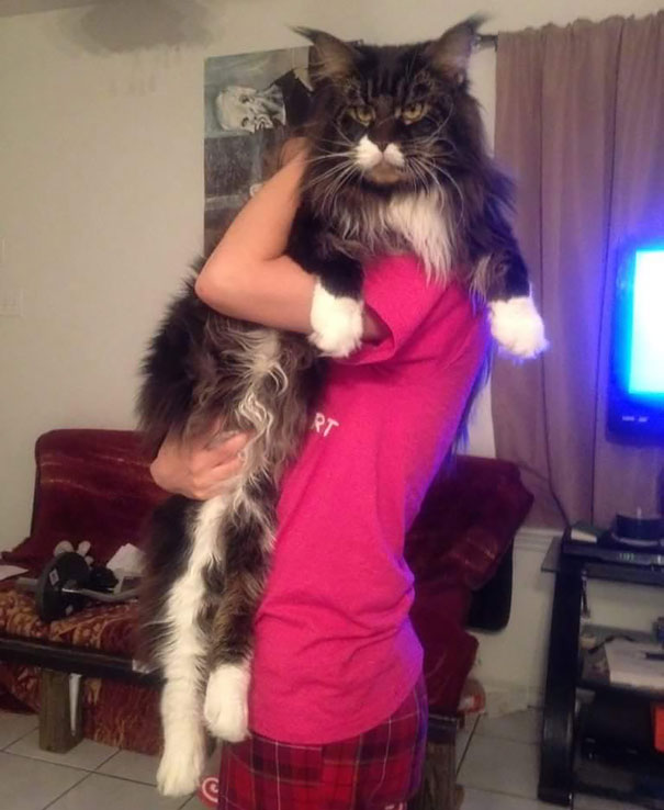 maine_coon_cats_8