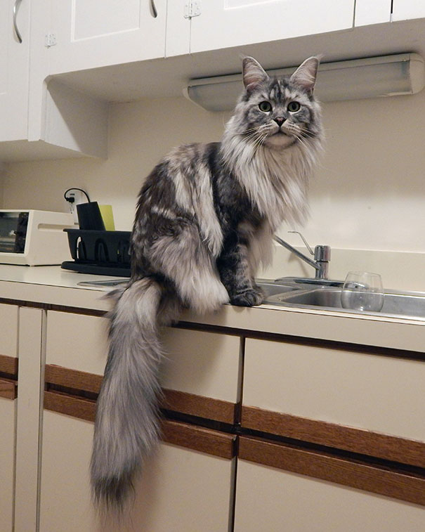 maine_coon_cats_9