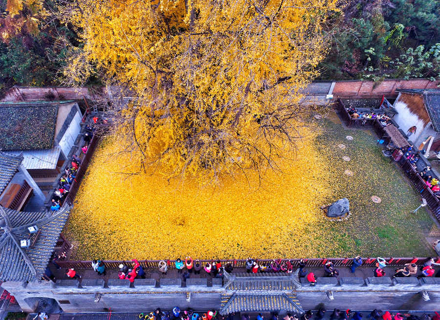 Посетители фотографируют падающие листья со старого дерева гингко в Сиане, провинция Шэньси, Китай, 21 ноября 2015