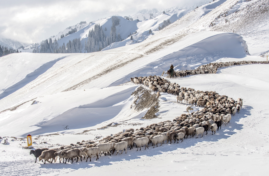 Казахские пастухи водят своих овец и коз по заснеженным полям в долине Guozigou, Синьцзян-Уйгурский автономный район, Китай, 21 ноября 2015 года