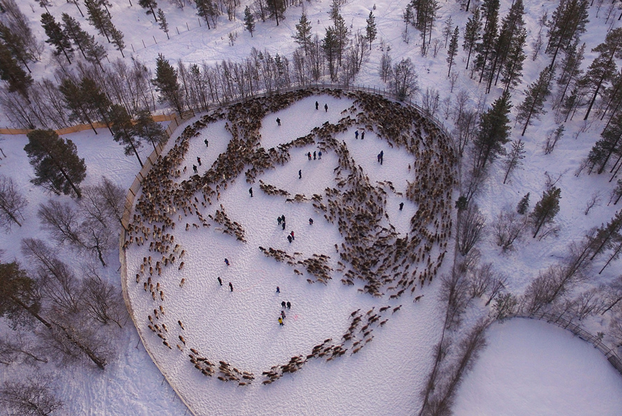 Оленей собирают Саамские оленеводы возле норвежской деревни Снаса (Snasa).