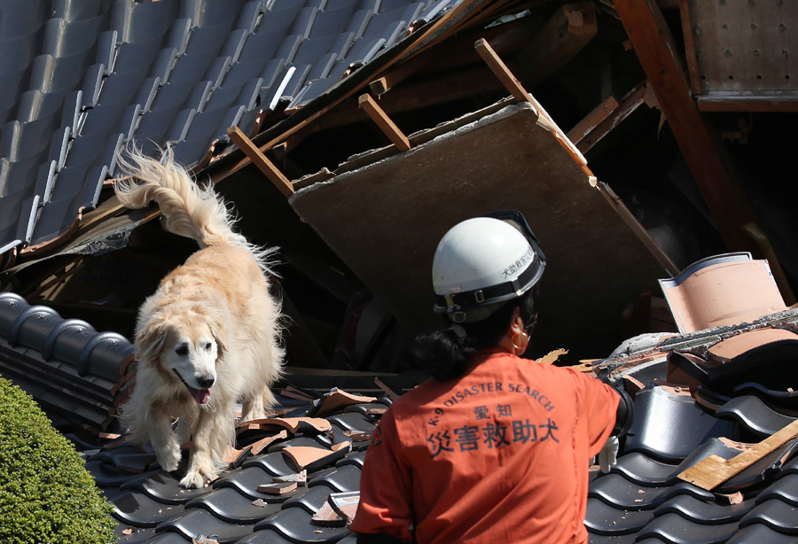 Собака ищет выживших под обломками дома, который рухнул после землетрясения в Машику, префектура Кумамото, 17 апреля, 2016.