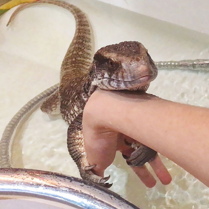 Варан обожает принимать ванну.