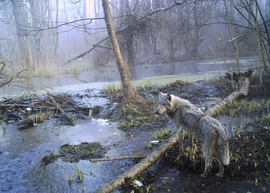 Волк в дремучем лесу вблизи Чернобыльской АЭС Украины в апреле 2012 года.