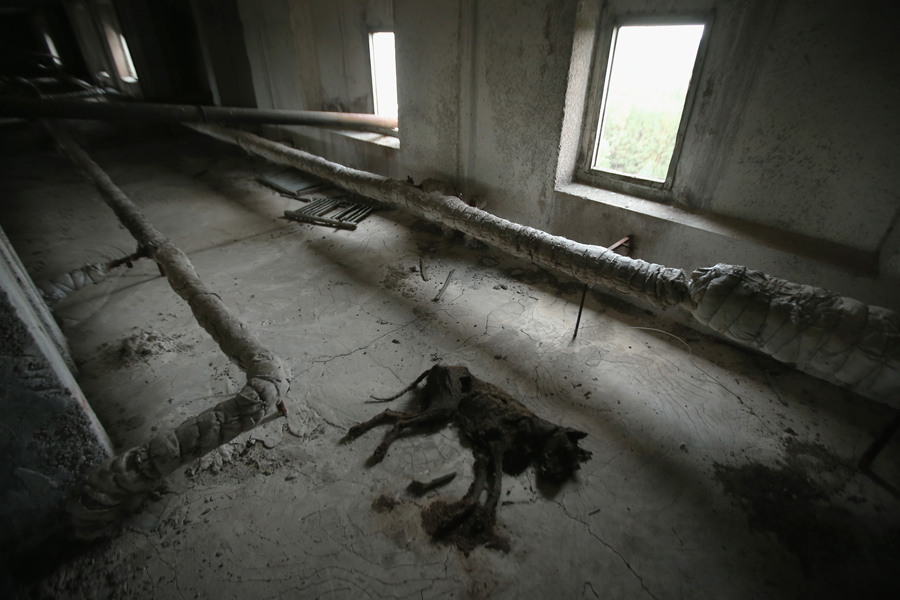 Тушка собаки лежит в комнате заброшенной 16-ти этажки, 29 сентября 2015 года в Припяти, Украина.