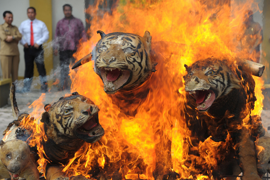 В Индонезии 23 мая 2016 года, сотрудники Министерства лесного хозяйства по охране природы в провинции Ачех уничтожали трофеи диких животных (суматранские тигры), в знак борьбы с браконьерством.
