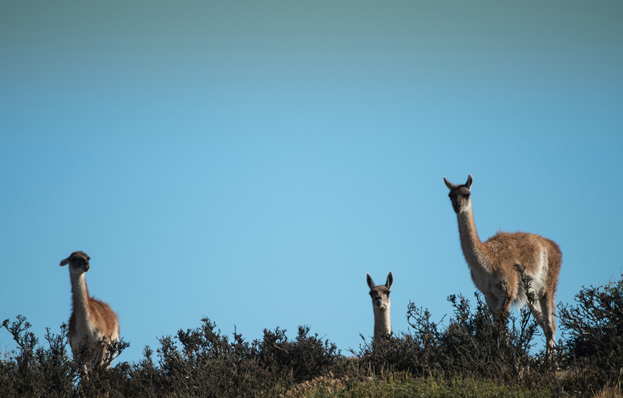 Три Гуанако (Lama guanicoe) семейства верблюдовых родом из Южной Америки, неподалеку-Пуэрто Наталес в Торрес-дель-Пайне Национальный парк, 26 февраля 2016 года.