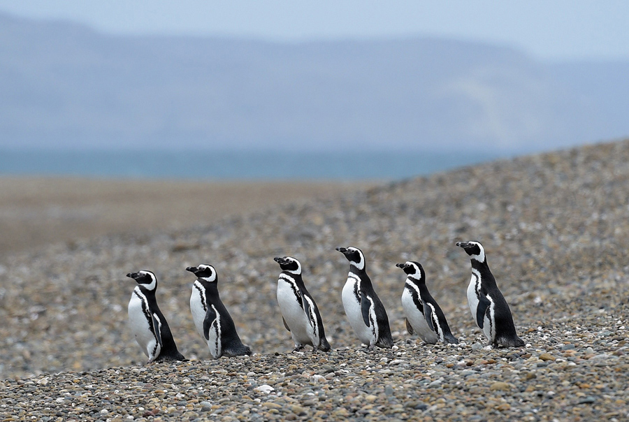 Магеллановые пингвинов, ходят стаей возле Punta Ninfas, в Патагонской провинции Чубут, Аргентина, 1 октября 2015 года.