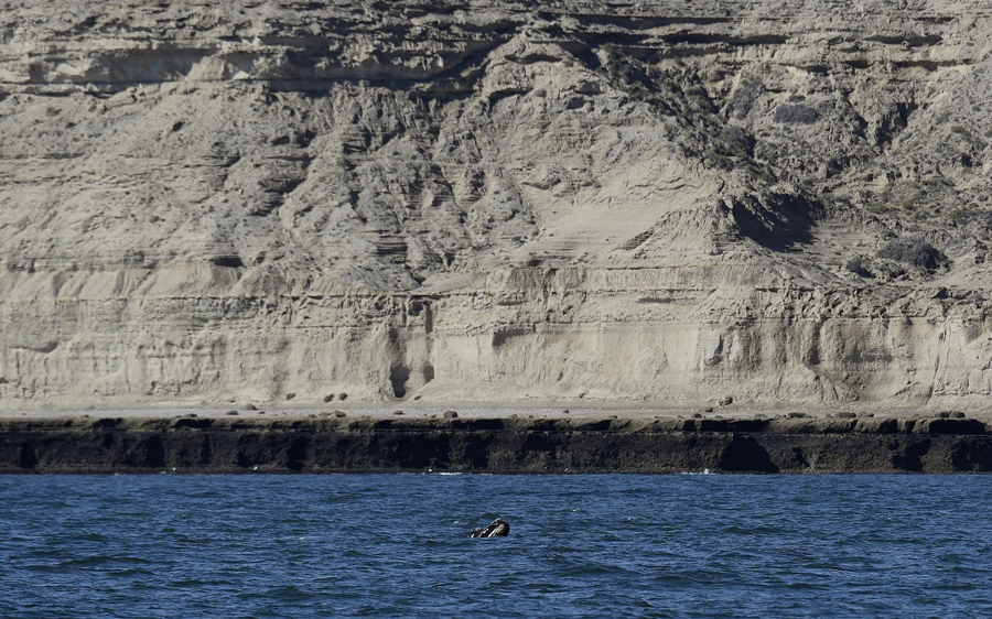 Пуэрто Пирамидес на полуострове Вальдес, в Патагонской провинции Чубут, Аргентина, 29 сентября 2015 года. Тысячи южных китов приплывают на полуостров Вальдес каждый год, чтобы завершить свой репродуктивный цикл.