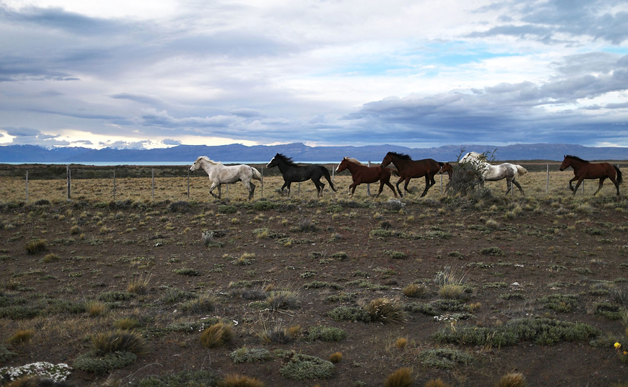 Лошади бегут рядом с Национальным парком Лос-Гласиарес, 26 ноября 2015 в Санта-Крус, Аргентина.