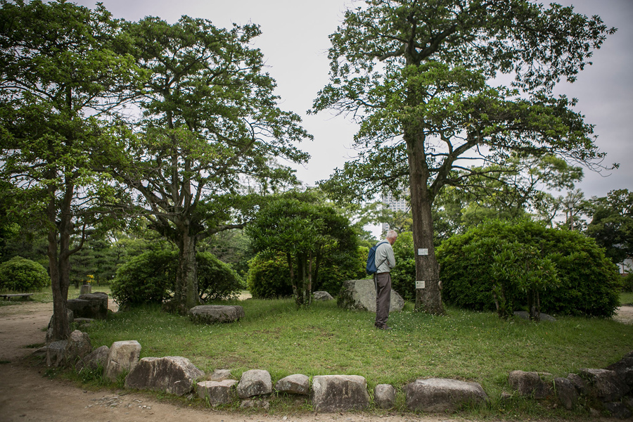 Турист смотрит на дерево остролист которое было сильно заражено радиацией, но выжило, Хиросима, 26 мая 2016 года.