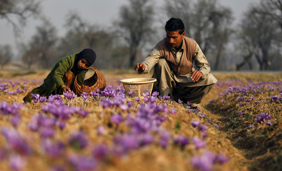 Абдул Рашид (Abdul Rashid) со своей семилетней дочерью Ишрат занимается уборкой урожая шафрана.