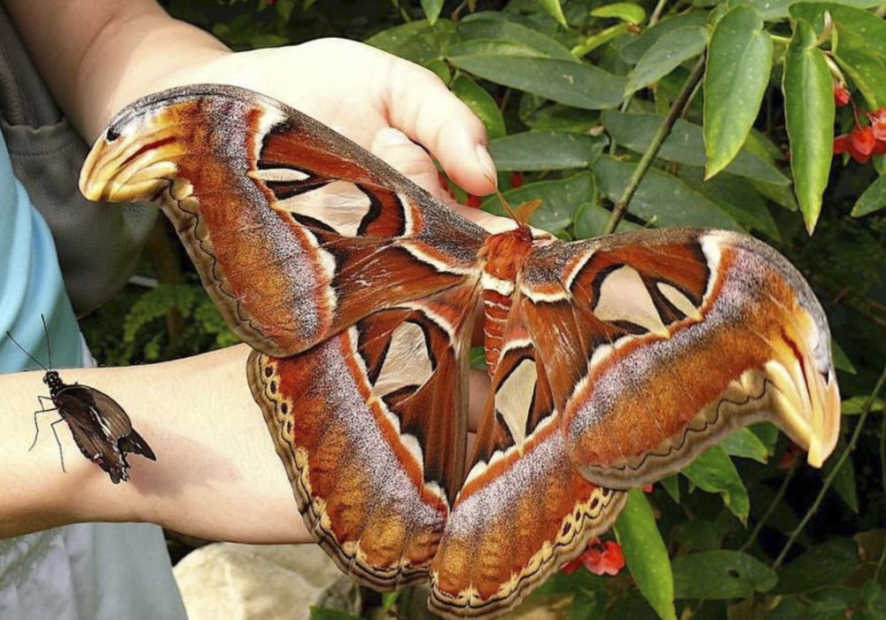 Бабочка павлиноглазка атлас