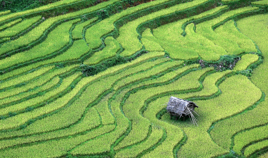 Рисовые поля в провинции Йенбай, Вьетнам. В горах от 1000 до 2000 метров над уровнем моря, фермеры выращивали рис на террасные поля в течение нескольких сотен лет.