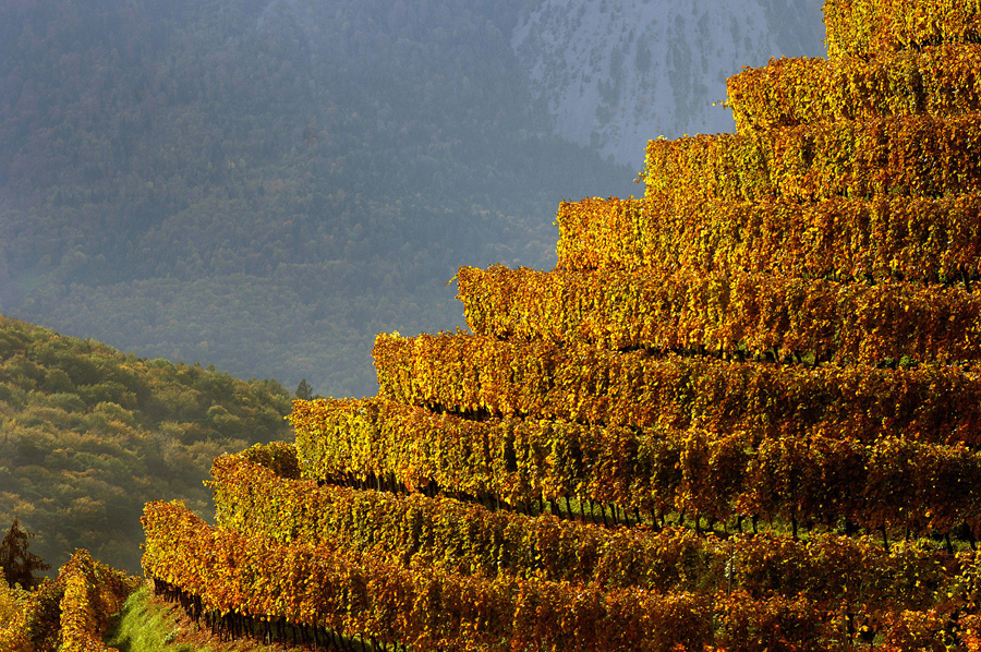 Виноградник купается в осеннем солнечном свете, долина Рона, Швейцария.