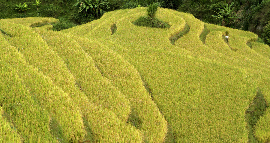 Рисовые поля к северо - западу от Ханоя.
