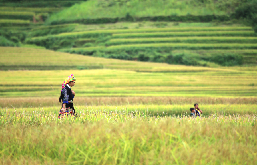 Женщина идет по рисовому полю в районе Му Cang Chai, провинция Йенбай, Вьетнам.
