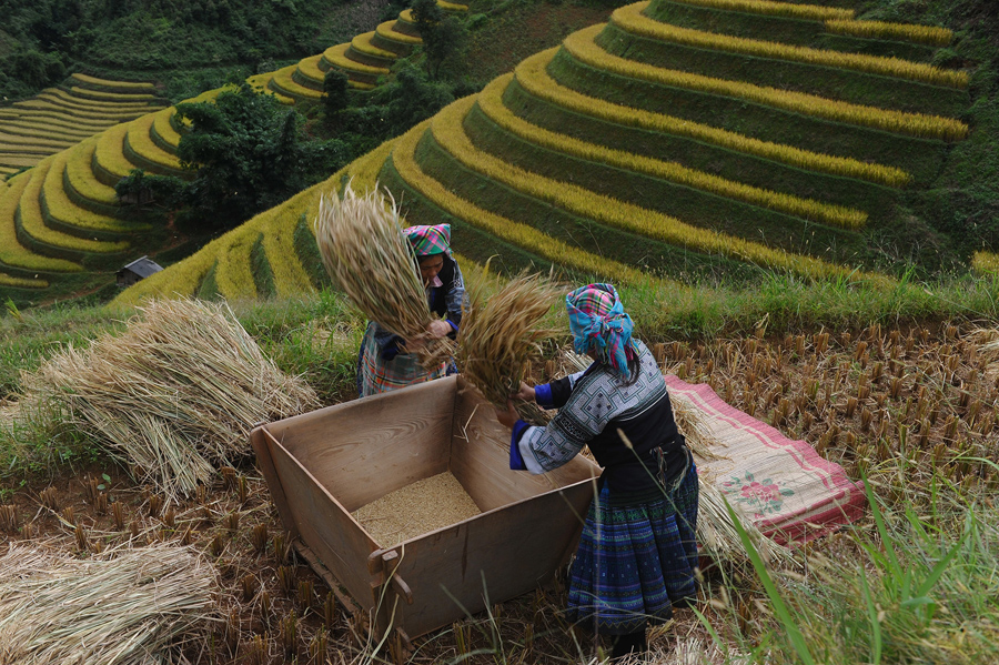 Женщины складывают урожай в деревянную коробку.